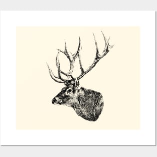 Deer portrait Posters and Art